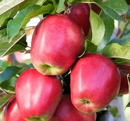 Саджанці яблуні Глостер - 1 рік- фото № 3