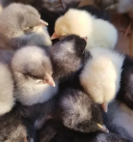 Добовые курчата породы чешский доминант черного и серого окраса- фото № 8