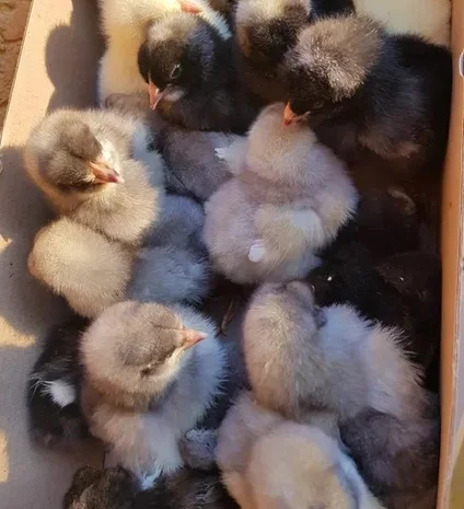 Добовые курчата породы чешский доминант черного и серого окраса- фото № 9