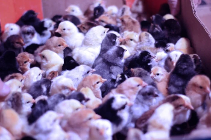 Добовые курчата породы чешский доминант черного и серого окраса- фото № 2