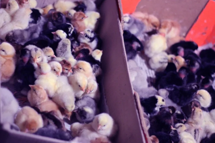 Добовые курчата породы чешский доминант черного и серого окраса- фото № 3