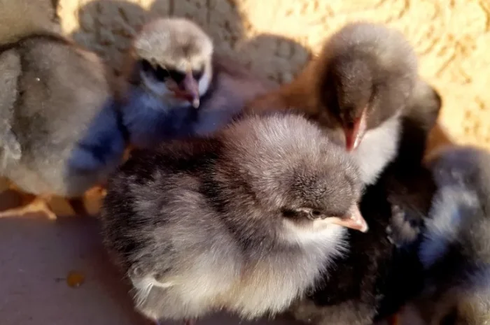 Добовые курчата породы чешский доминант черного и серого окраса- фото № 4