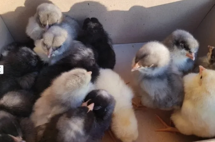 Добовые курчата породы чешский доминант черного и серого окраса- фото № 6