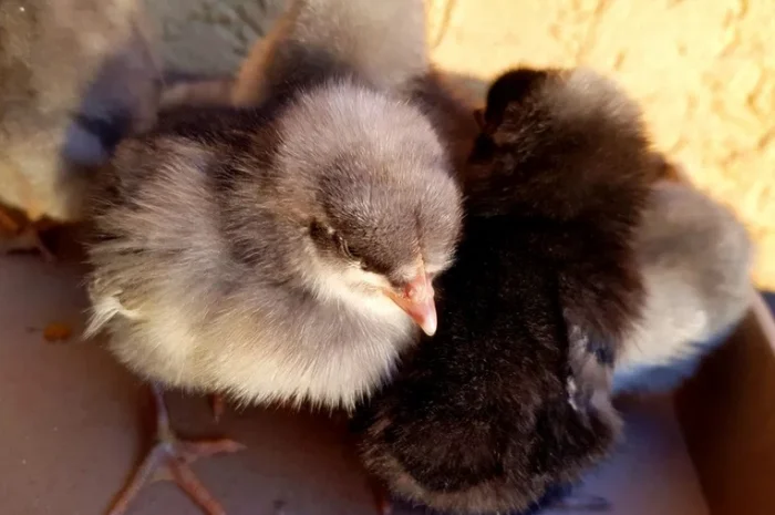 Добовые курчата породы чешский доминант в Ивано-Франковске- фото № 4