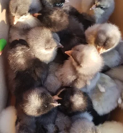 Добовые курчата породы чешский доминант в Ивано-Франковске- фото № 5