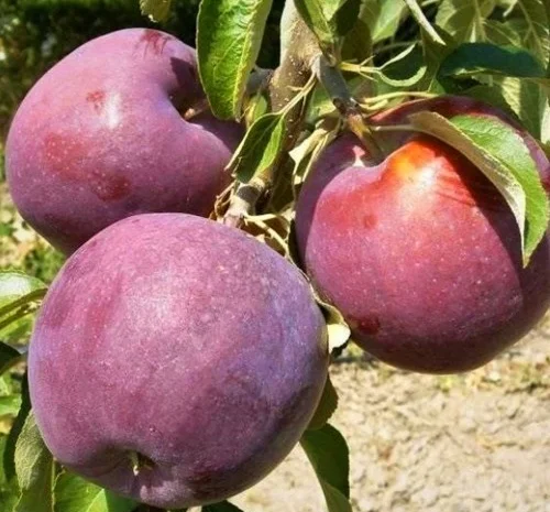 Саджанці яблуні Вільямс Прайд - 1 рік- фото № 3