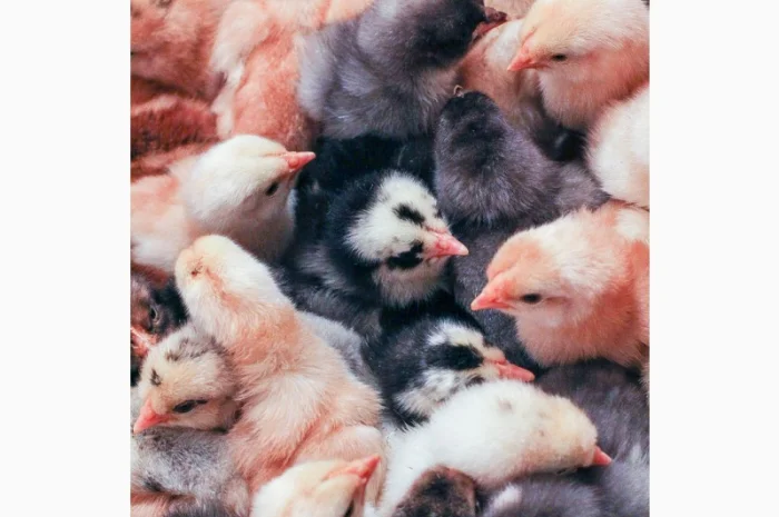 Домашні кольорові курчата - чорні, червоні та білі- фото № 9