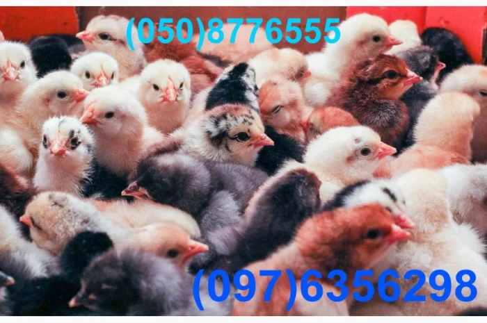 Домашні кольорові курчата - чорні, червоні та білі- фото № 11