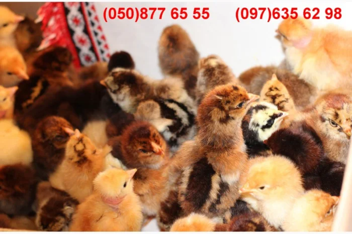 Домашні кольорові курчата - чорні, червоні та білі- фото № 5