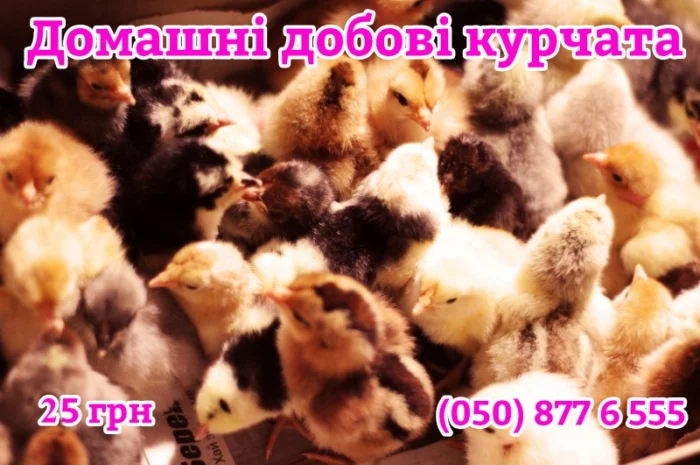 Домашні кольорові курчата - чорні, червоні та білі- фото № 7