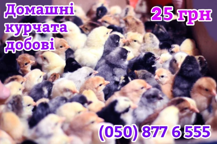 Домашні кольорові курчата - чорні, червоні та білі- фото № 8