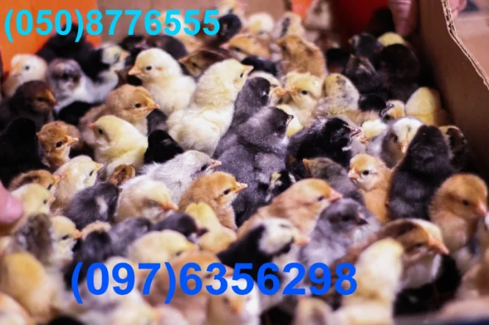 Домашні кольорові курчата - чорні, червоні та білі- фото № 12