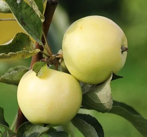 Саджанці яблуні сорту Білий Налив - 1 рік- фото № 1