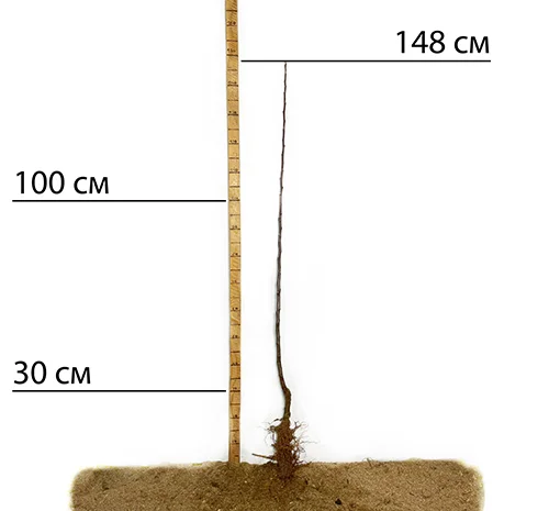 Саджанці яблуні сорту Білий Налив - 1 рік- фото № 2