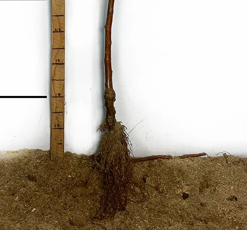 Саженцы яблони Бая Мариса - 2 года- фото № 2