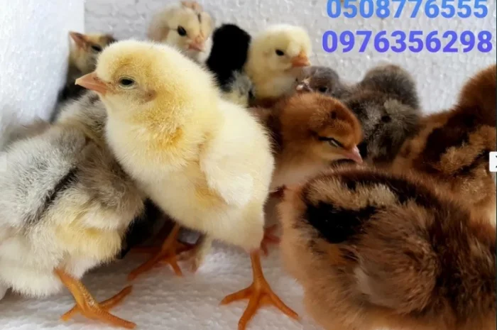 Домашні добові курчата ОПТ та роздріб- фото № 1