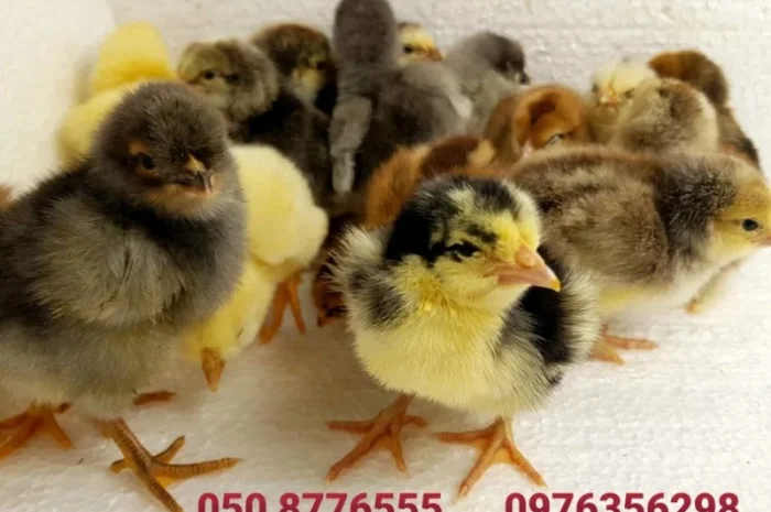 Домашні добові курчата ОПТ та роздріб- фото № 2