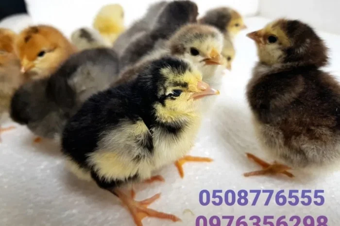 Домашні добові курчата ОПТ та роздріб- фото № 3