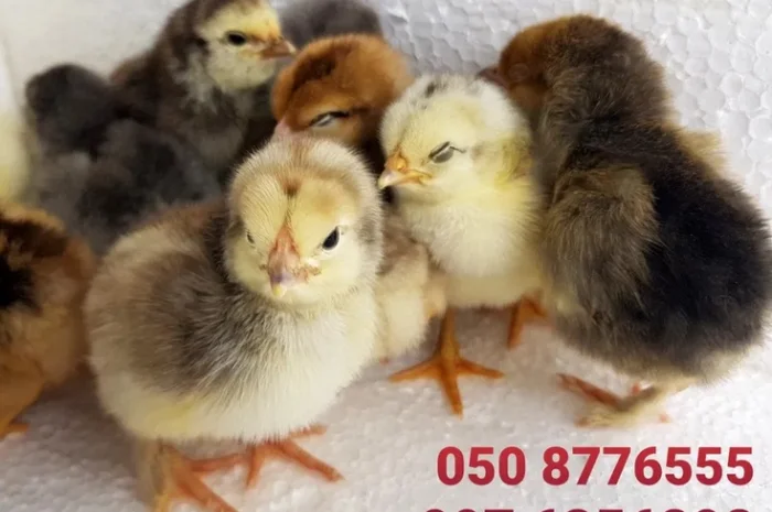 Домашні добові курчата ОПТ та роздріб- фото № 4