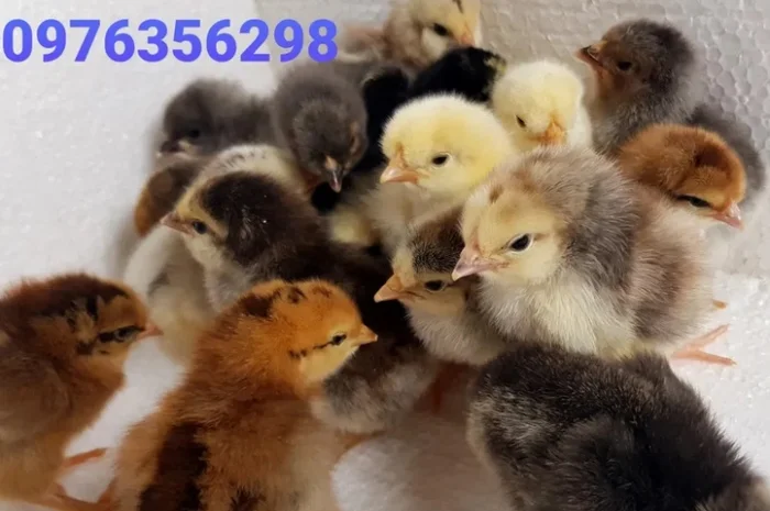 Домашні добові курчата ОПТ та роздріб- фото № 5