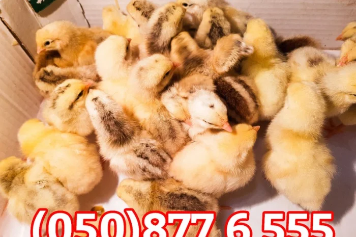 Добові домашні курчата різних кольорів: білі, червоні, голошийки- фото № 9