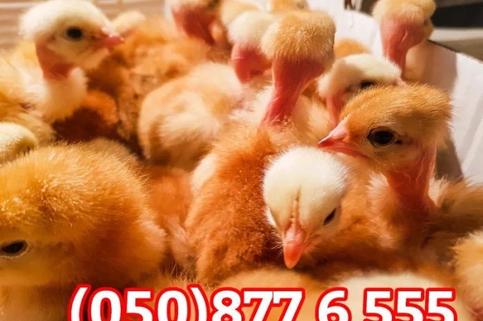 Добові домашні курчата різних кольорів: білі, червоні, голошийки- фото № 10