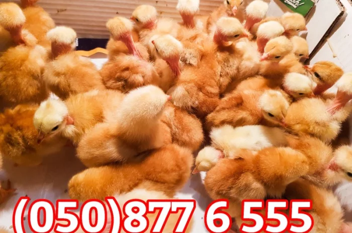 Добові домашні курчата різних кольорів: білі, червоні, голошийки- фото № 11