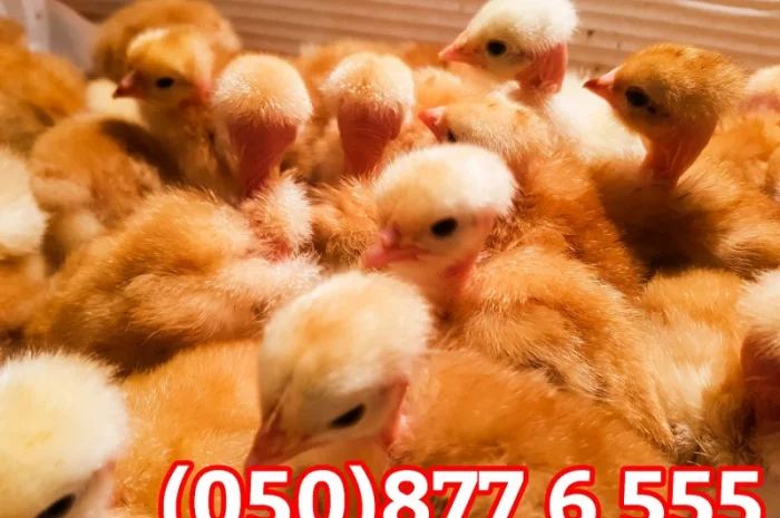 Добові домашні курчата різних кольорів: білі, червоні, голошийки- фото № 12