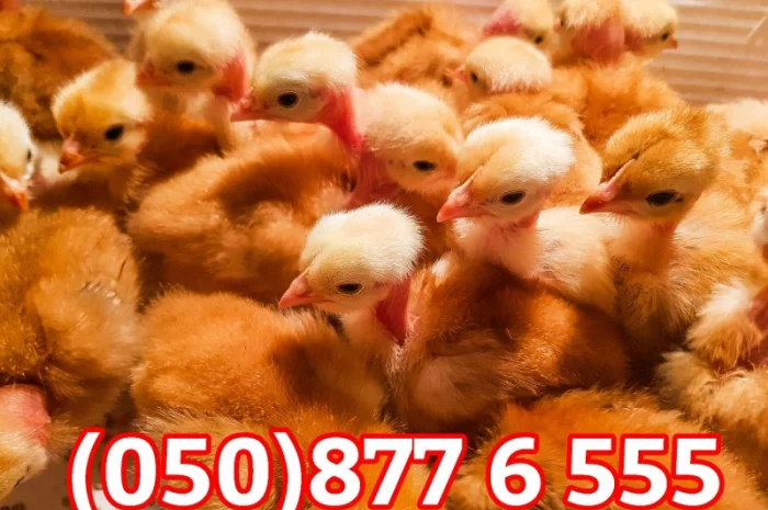 Добові домашні курчата різних кольорів: білі, червоні, голошийки- фото № 13