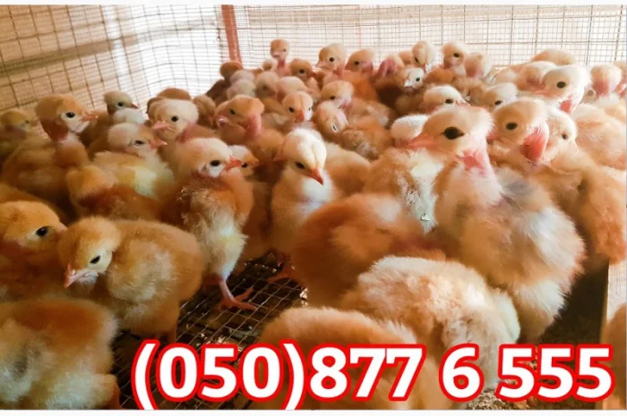 Добові домашні курчата різних кольорів: білі, червоні, голошийки- фото № 2