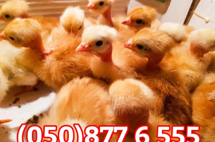 Добові домашні курчата різних кольорів: білі, червоні, голошийки- фото № 4