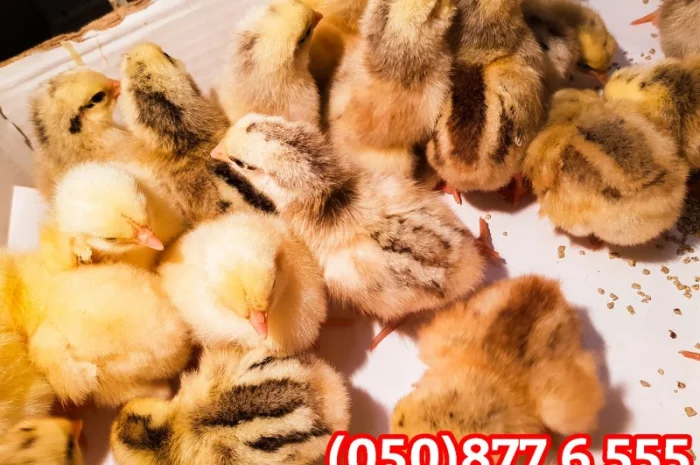 Добові домашні курчата різних кольорів: білі, червоні, голошийки- фото № 5