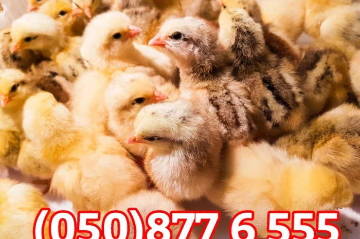 Добові домашні курчата різних кольорів: білі, червоні, голошийки- фото № 6