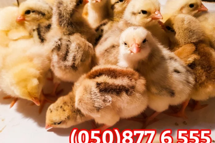 Добові домашні курчата різних кольорів: білі, червоні, голошийки- фото № 8