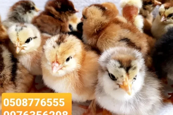 Оптова продажа домашніх курчат різних кольорів- фото № 1