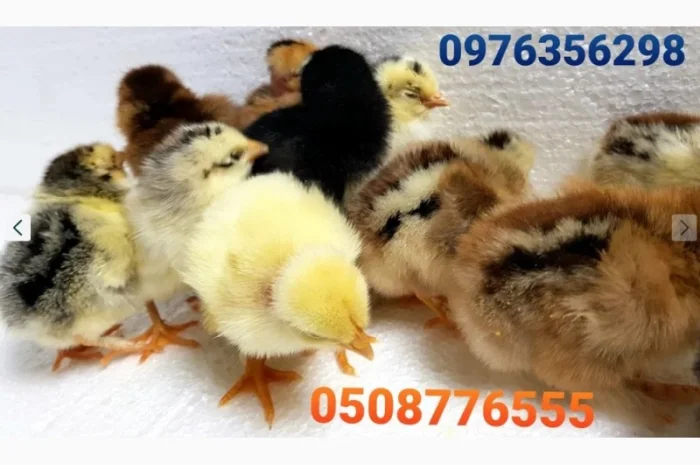 Оптова продажа домашніх курчат різних кольорів- фото № 10