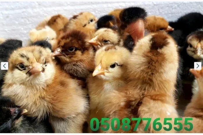 Оптова продажа домашніх курчат різних кольорів- фото № 11