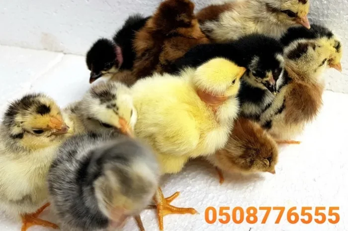 Оптова продажа домашніх курчат різних кольорів- фото № 2