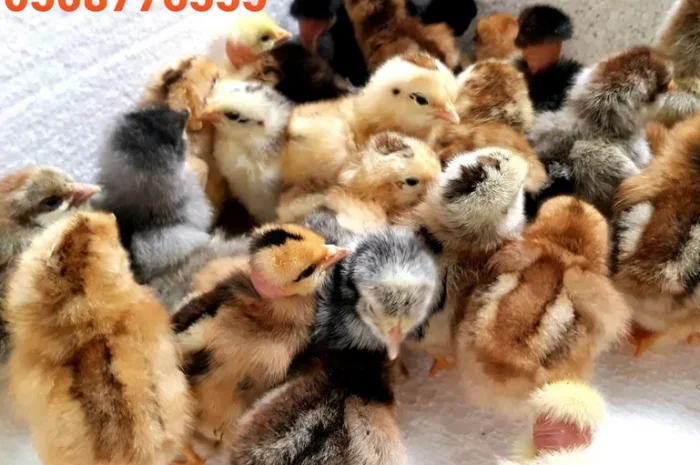 Оптова продажа домашніх курчат різних кольорів- фото № 3