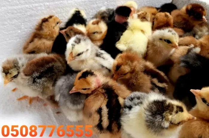 Оптова продажа домашніх курчат різних кольорів- фото № 4