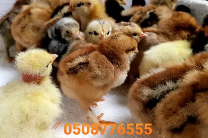 Оптова продажа домашніх курчат різних кольорів- фото № 5