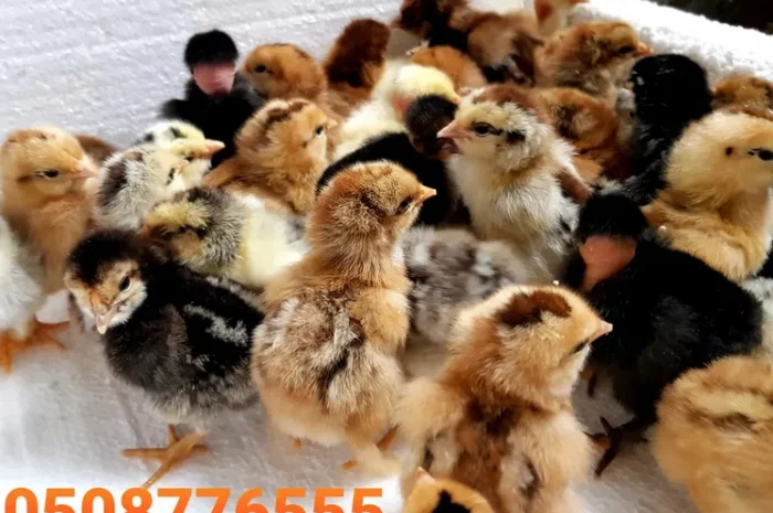 Оптова продажа домашніх курчат різних кольорів- фото № 6