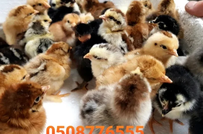 Оптова продажа домашніх курчат різних кольорів- фото № 7