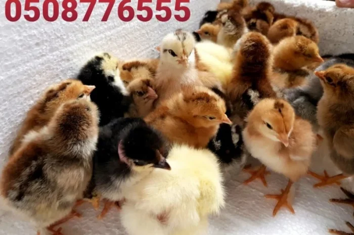 Оптова продажа домашніх курчат різних кольорів- фото № 8