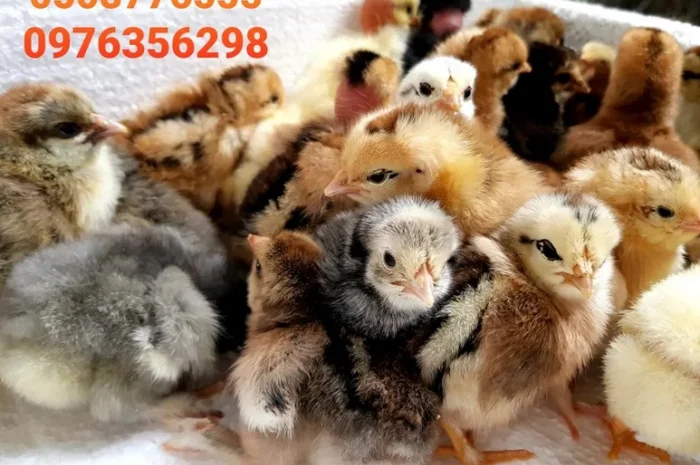 Оптова продажа домашніх курчат різних кольорів- фото № 9