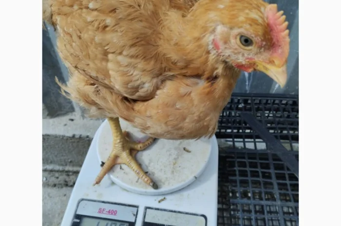 Підрощені курчата м'ясо-яєчного напрямку- фото № 1