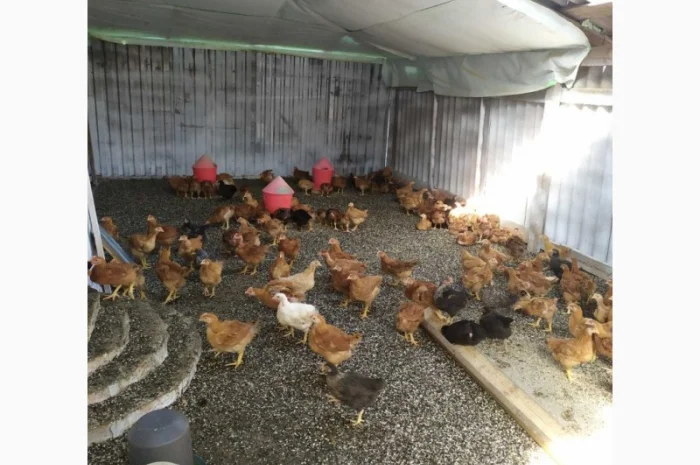 Підрощені курчата м'ясо-яєчного напрямку- фото № 2