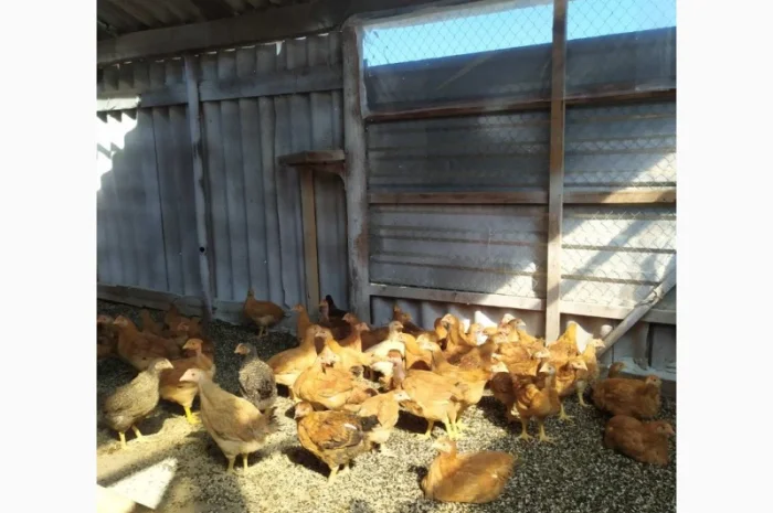 Підрощені курчата м'ясо-яєчного напрямку- фото № 3