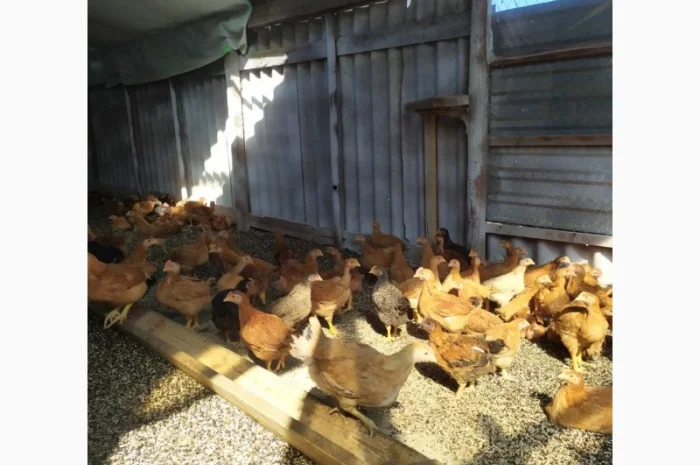 Підрощені курчата м'ясо-яєчного напрямку- фото № 4