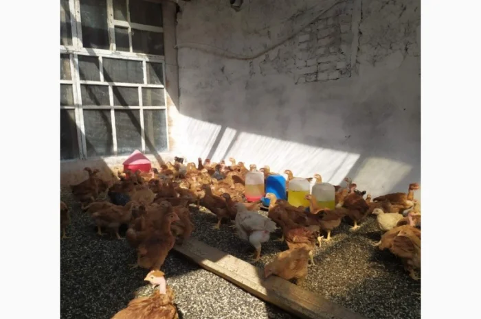 Підрощені курчата м'ясо-яєчного напрямку- фото № 5